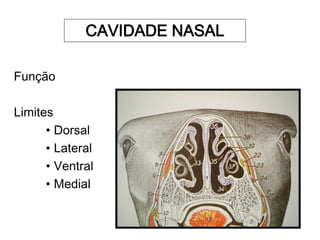 CAVIDADE NASAL
Função
Limites
• Dorsal
• Lateral
• Ventral
• Medial
 