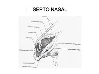 SEPTO NASAL
 