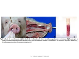 Profª Renata Avancini Fernandes
 