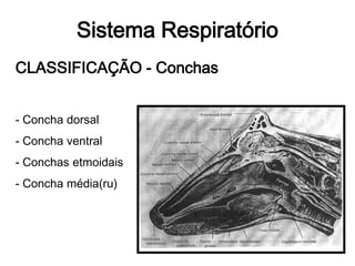 Sistema Respiratório
CLASSIFICAÇÃO - Conchas
- Concha dorsal
- Concha ventral
- Conchas etmoidais
- Concha média(ru)
 