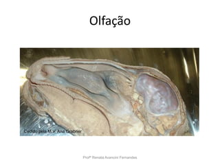 Olfação
Profª Renata Avancini Fernandes
Cedido pela M.V. Ana Grabner
 