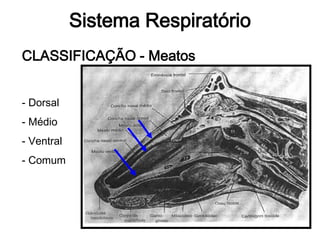 Sistema Respiratório
CLASSIFICAÇÃO - Meatos
- Dorsal
- Médio
- Ventral
- Comum
 