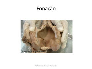 Fonação
Profª Renata Avancini Fernandes
Cedido pela M.V. Ana Grabner
 