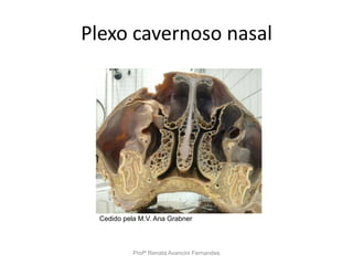 Plexo cavernoso nasal
Profª Renata Avancini Fernandes
Cedido pela M.V. Ana Grabner
 