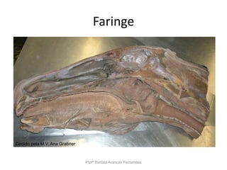 Faringe
Profª Renata Avancini Fernandes
Cedido pela M.V. Ana Grabner
 