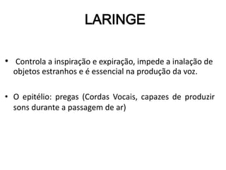 • Controla a inspiração e expiração, impede a inalação de
objetos estranhos e é essencial na produção da voz.
• O epitélio: pregas (Cordas Vocais, capazes de produzir
sons durante a passagem de ar)
LARINGE
 