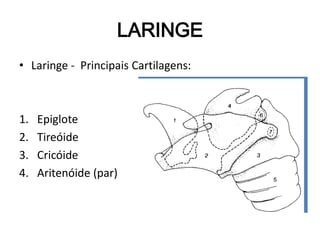 • Laringe - Principais Cartilagens:
1. Epiglote
2. Tireóide
3. Cricóide
4. Aritenóide (par)
LARINGE
 