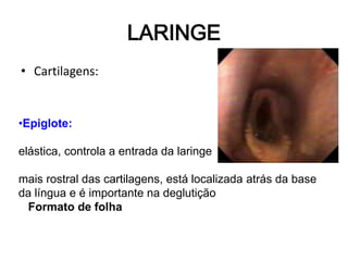 • Cartilagens:
•Epiglote:
elástica, controla a entrada da laringe
mais rostral das cartilagens, está localizada atrás da base
da língua e é importante na deglutição
Formato de folha
LARINGE
 