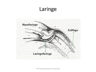 Laringe
Profª Renata Avancini Fernandes
 