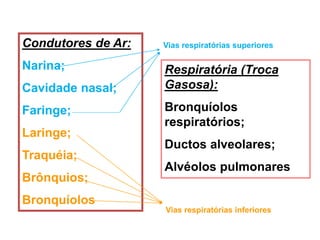 Condutores de Ar:
Narina;
Cavidade nasal;
Faringe;
Laringe;
Traquéia;
Brônquios;
Bronquíolos
Respiratória (Troca
Gasosa):
Bronquíolos
respiratórios;
Ductos alveolares;
Alvéolos pulmonares
Vias respiratórias superiores
Vias respiratórias inferiores
 
