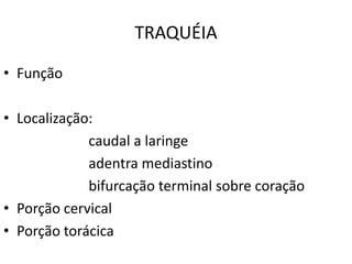 TRAQUÉIA
• Função
• Localização:
caudal a laringe
adentra mediastino
bifurcação terminal sobre coração
• Porção cervical
• Porção torácica
 