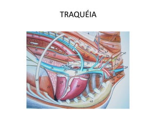 TRAQUÉIA
 