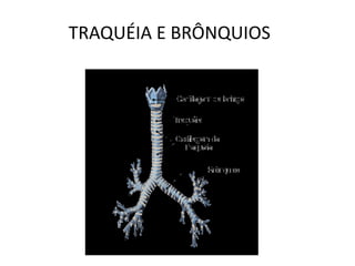TRAQUÉIA E BRÔNQUIOS
 