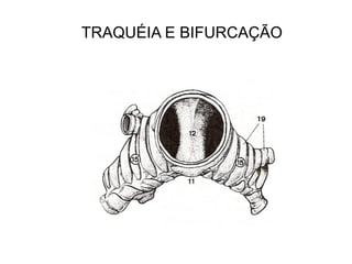 TRAQUÉIA E BIFURCAÇÃO
 