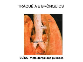 SUÍNO- Vista dorsal dos pulmões
TRAQUÉIA E BRÔNQUIOS
 