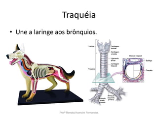 Traquéia
• Une a laringe aos brônquios.
Profª Renata Avancini Fernandes
 