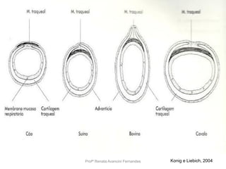 Traquéia
Profª Renata Avancini Fernandes Konig e Liebich, 2004
 