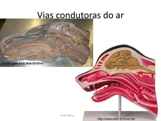 Vias condutoras do ar
Profª Renata Avancini Fernandes
http://www.erler-zimmer.de/
Cedido pela M.V. Ana Grabner
 