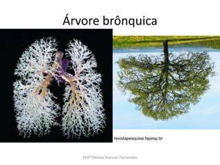 Árvore brônquica
Profª Renata Avancini Fernandes
revistapesquisa.fapesp.br
 