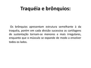 Os brônquios apresentam estrutura semelhante à da
traquéia, porém em cada divisão sucessiva as cartilagens
de sustentação tornam-se menores e mais irregulares,
enquanto que o músculo se expande de modo a envolver
todos os lados.
Traquéia e brônquios:
 