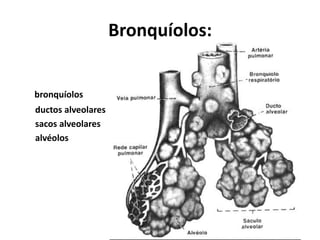 bronquíolos
ductos alveolares
sacos alveolares
alvéolos
Bronquíolos:
 