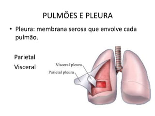 • Pleura: membrana serosa que envolve cada
pulmão.
Parietal
Visceral
PULMÕES E PLEURA
 