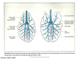 Profª Renata Avancini FernandesKonig e Liebich, 2004
 