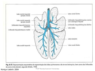 Profª Renata Avancini FernandesKonig e Liebich, 2004
 