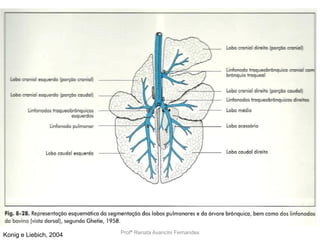 Profª Renata Avancini FernandesKonig e Liebich, 2004
 