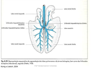Profª Renata Avancini FernandesKonig e Liebich, 2004
 