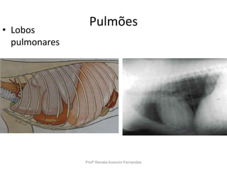 Pulmões
Profª Renata Avancini Fernandes
• Lobos
pulmonares
Pulmão direito
 