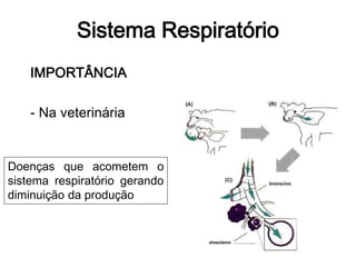 Sistema Respiratório
IMPORTÂNCIA
- Na veterinária
Doenças que acometem o
sistema respiratório gerando
diminuição da produção
 