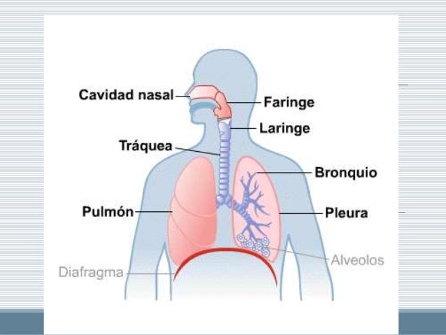 Sistema Respiratorio