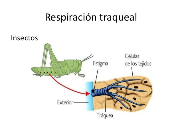 Respiratorio