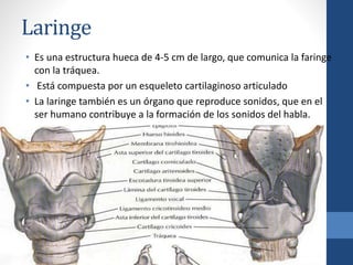 Laringe
• Es una estructura hueca de 4-5 cm de largo, que comunica la faringe
con la tráquea.
• Está compuesta por un esq...