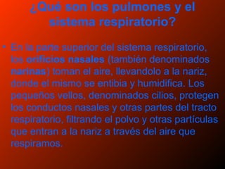 ¿Qué son los pulmones y el
sistema respiratorio?
• En la parte superior del sistema respiratorio,
los orificios nasales (también denominados
narinas) toman el aire, llevandolo a la nariz,
donde el mismo se entibia y humidifica. Los
pequeños vellos, denominados cilios, protegen
los conductos nasales y otras partes del tracto
respiratorio, filtrando el polvo y otras partículas
que entran a la nariz a través del aire que
respiramos.
 