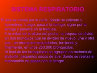 SISTEMA RESPIRATORIO
El aire se inhala por la nariz, donde se calienta y
humedece. Luego, pasa a la faringe, sigue por la
laringe y penetra en la traquea.
A la mitad de la altura del pecho, la traquea se divide
en dos bronquios que se dividen de nuevo, una y otra
vez , en bronquios secundarios, terciarios y,
finalmente, en unos 250.000 bronquiolos.
Al final de los bronquiolos se agrupan en racimos de
alvéolos, pequeños sacos de aire, donde se realiza el
intercambio de gases con la sangre.
 
