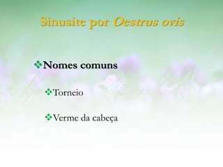 Sinusite por Oestrus ovis


Nomes comuns

 Torneio

 Verme da cabeça
 