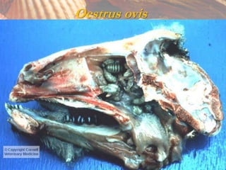 Oestrus ovis
 