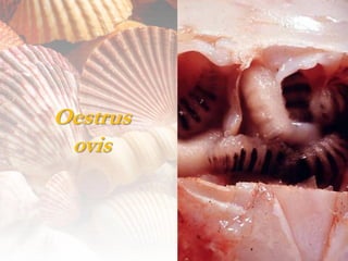 Oestrus
 ovis
 