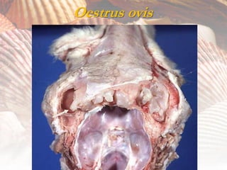Oestrus ovis
 