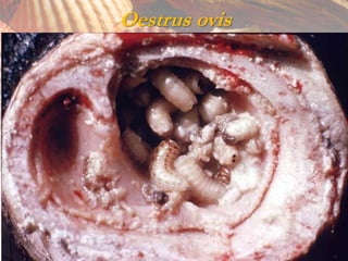 Oestrus ovis
 