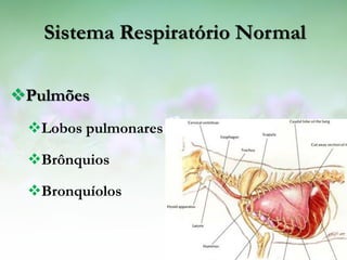 Sistema Respiratório Normal

Pulmões
 Lobos pulmonares

 Brônquios

 Bronquíolos
 