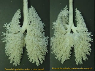 Fractal de pulmão canino – vista dorsal   Fractal de pulmão canino – vista ventral
 