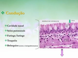  Condução

 Cavidade nasal
 Seios paranasais
 Faringe/laringe
 Traquéia
 Brônquios (extra e intrapulmonares)
 