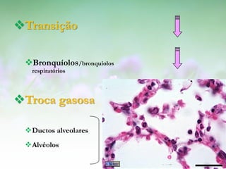 Transição

 Bronquíolos/bronquíolos
   respiratórios



Troca gasosa

 Ductos alveolares
 Alvéolos
 