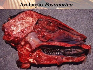 Avaliação Postmorten
 