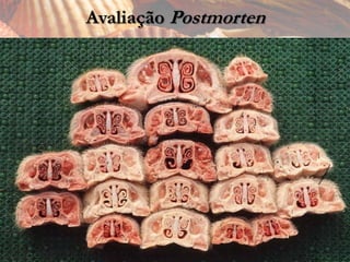 Avaliação Postmorten
 