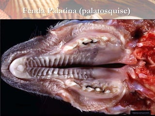 Fenda Palatina (palatosquise)




Caprino
 