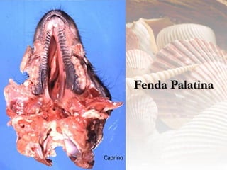 Fenda Palatina




Caprino
 
